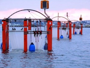 Foto mostra gaiolas flutuantes na costa oeste da Suécia que são usadas para estudar a saúde do oceano. (Foto: AP Photo/Geomar)